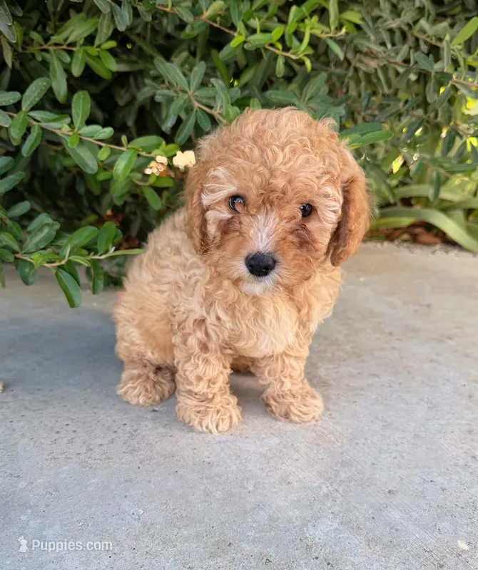 Charlie  – Cavapoo puppy for sale in Corona, CA