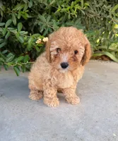 Charlie , a male Cavapoo for sale in Corona, CA – 1 of 2