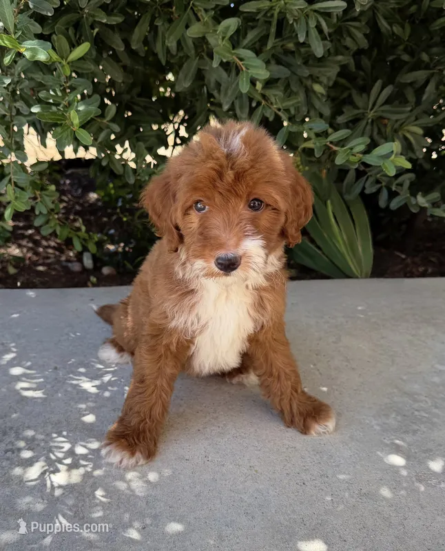 Ruby – Miniature Goldendoodle puppy for sale in Corona, CA