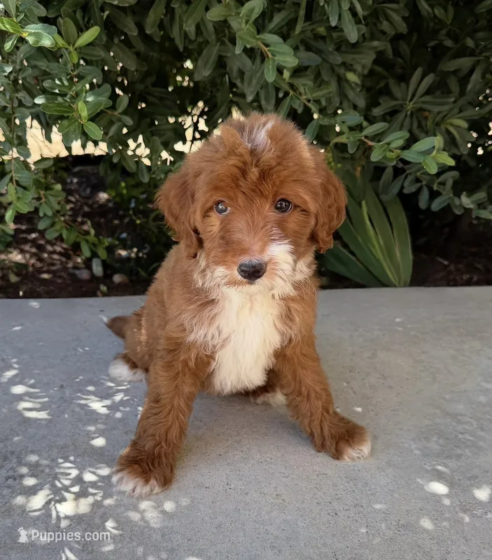 Elsie  – Cavapoo puppy for sale in Corona, CA