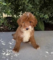 Elsie , a female Cavapoo for sale in Corona, CA – 1 of 1