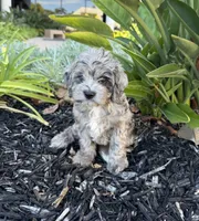 Cookie, a female Cavapoo for sale in Corona, CA – 1 of 3