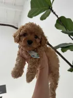 Ollie, a male Cavapoo for sale in Corona, CA – 1 of 1