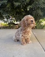 Wesley , a male Cavapoo for sale in Corona, CA – 4 of 4