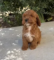 Arlo, a male Cavapoo for sale in Corona, CA – 1 of 3