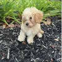 Bear, a male Miniature Goldendoodle for sale in Corona, CA – 2 of 2