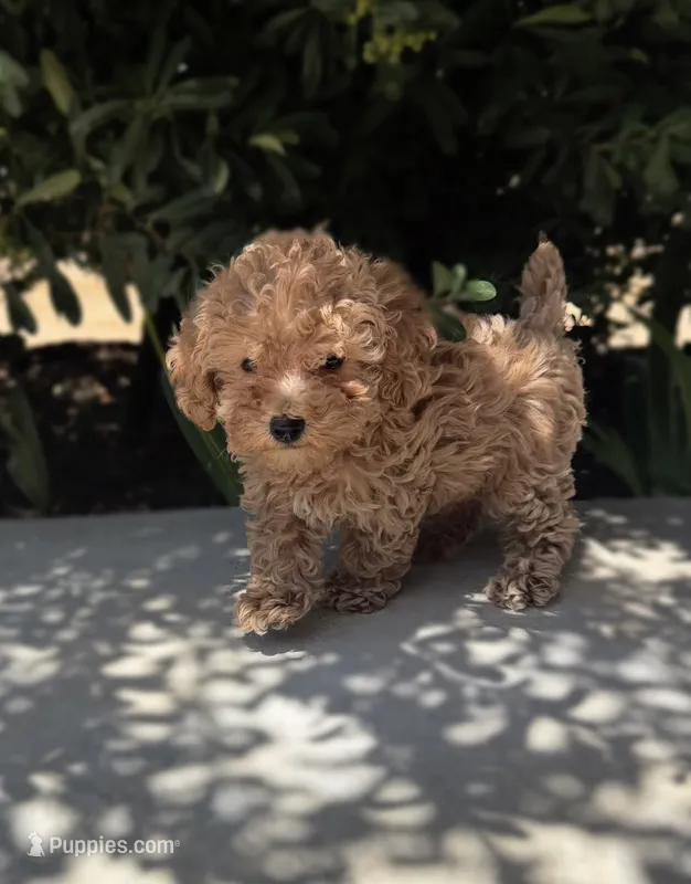 Charles – Cavapoo puppy for sale in Corona, CA
