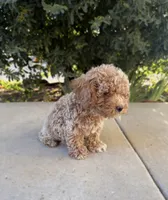 Wesley , a male Cavapoo for sale in Corona, CA – 3 of 4