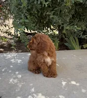 Arlo, a male Cavapoo for sale in Corona, CA – 3 of 3