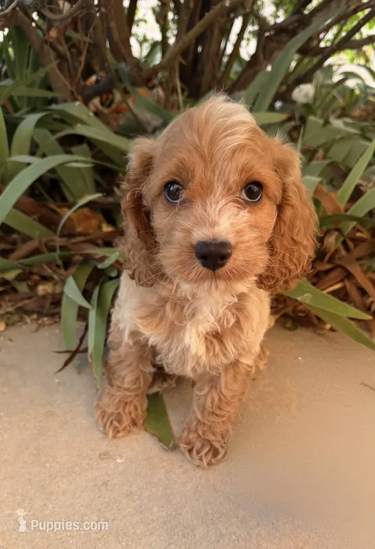 Peanut – Cavapoo puppy for sale in Corona, CA