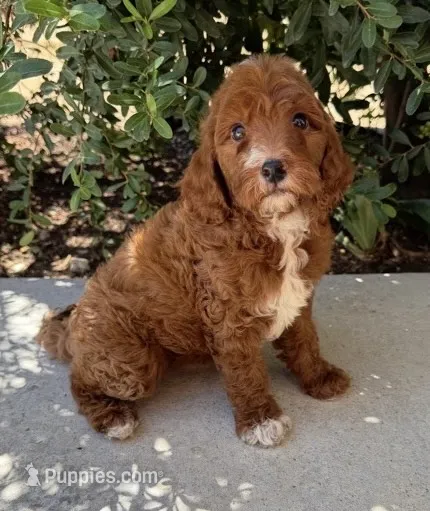 Scarlett – Cavapoo puppy for sale in Corona, CA