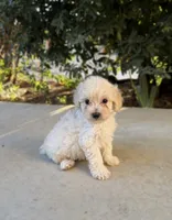 Sunny, a male Cavapoo and Cavalier King Charles Spaniel for sale in Corona, CA – 4 of 4