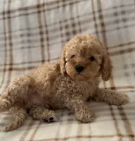 Waffle, a male Cavapoo for sale in Corona, CA – 3 of 3