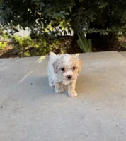 Biscuit, a male Cavapoo and Cavalier King Charles Spaniel for sale in Corona, CA – 3 of 4