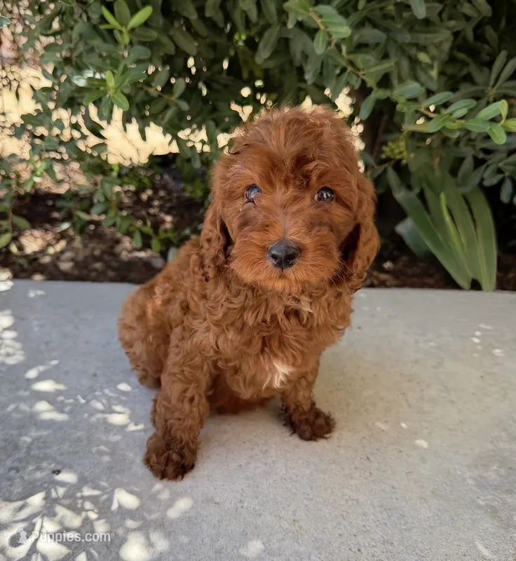 Zeke – Cavapoo puppy for sale in Corona, CA