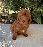 Zeke, a male Cavapoo for sale in Corona, CA – 1 of 1