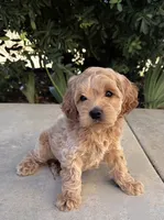 Milo, a male Cavapoo for sale in Corona, CA – 1 of 1