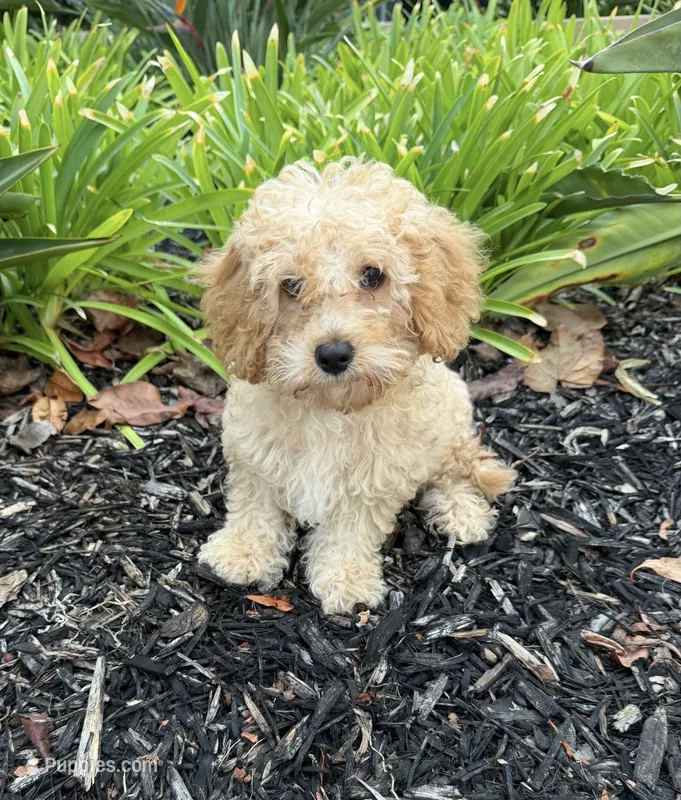 Bear – Cavapoo puppy for sale in Corona, CA