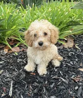 Bear, a male Cavapoo for sale in Corona, CA – 1 of 2