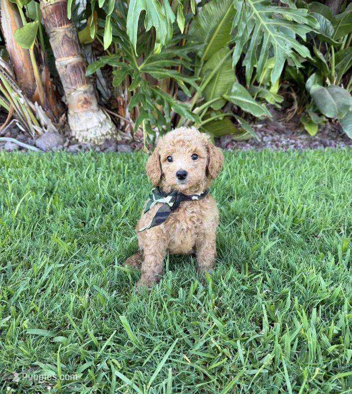 Leo – Cavapoo puppy for sale in Corona, CA