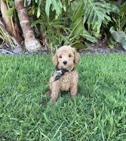 Leo, a male Cavapoo for sale in Corona, CA – 1 of 3