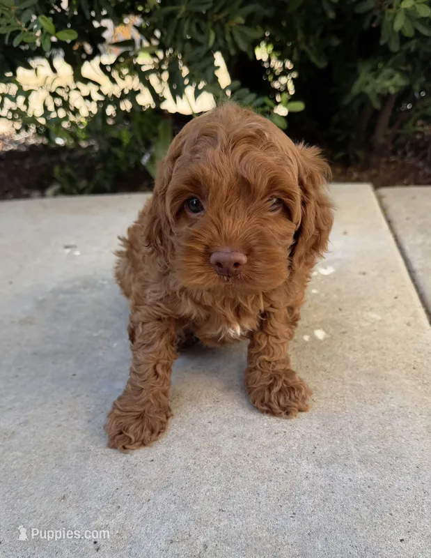 Henry – Cavapoo puppy for sale in Corona, CA