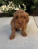 Henry, a male Cavapoo for sale in Corona, CA – 1 of 2