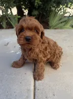 Rosie, a female Cavapoo for sale in Corona, CA – 3 of 3