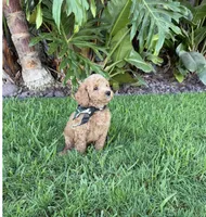 Leo, a male Cavapoo for sale in Corona, CA – 2 of 3