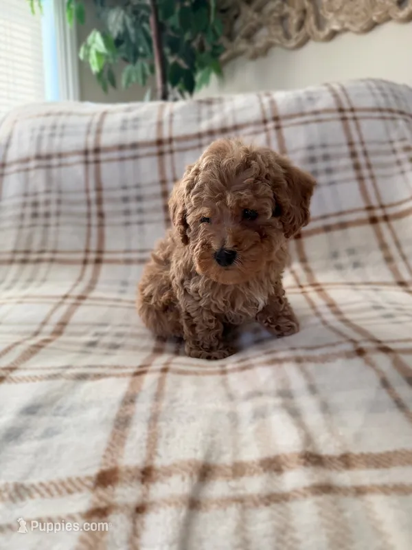 Churro  – Cavapoo puppy for sale in Corona, CA