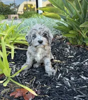 Cookie, a female Cavapoo for sale in Corona, CA – 2 of 3