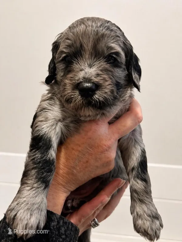 Twyla – Goldendoodle puppy for sale in Bend, OR