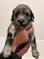 Twyla, a female Goldendoodle for sale in Bend, OR – 1 of 1