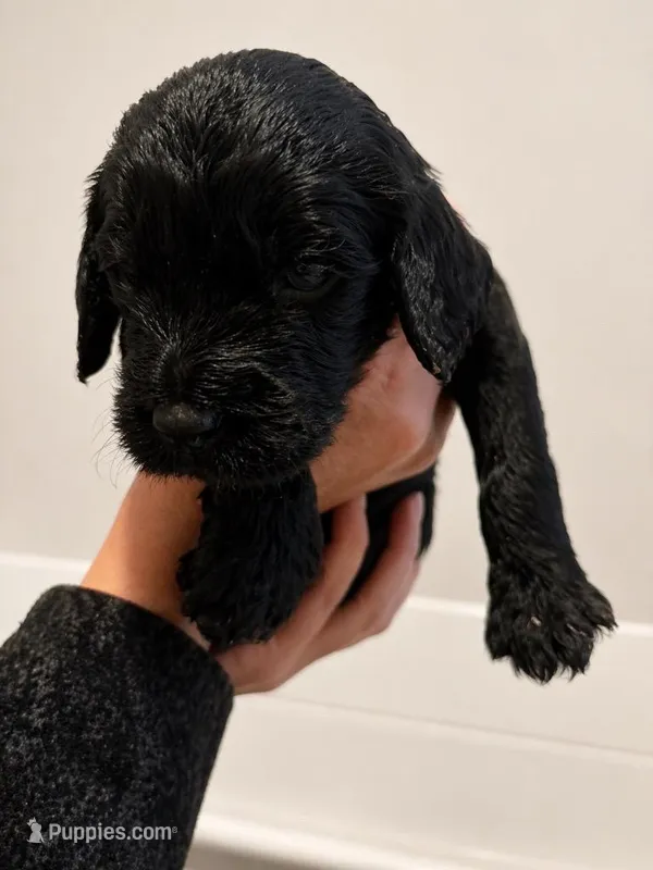 Mutt – Goldendoodle puppy for sale in Bend, OR