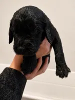 Mutt, a male Goldendoodle for sale in Bend, OR – 1 of 1