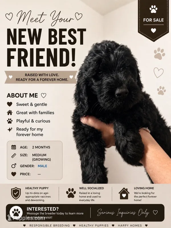 Mutt (F1 Male) – Goldendoodle puppy for sale in Bend, OR