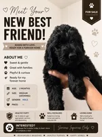 Mutt (F1 Male), a male Goldendoodle for sale in Portland, OR – 2 of 4