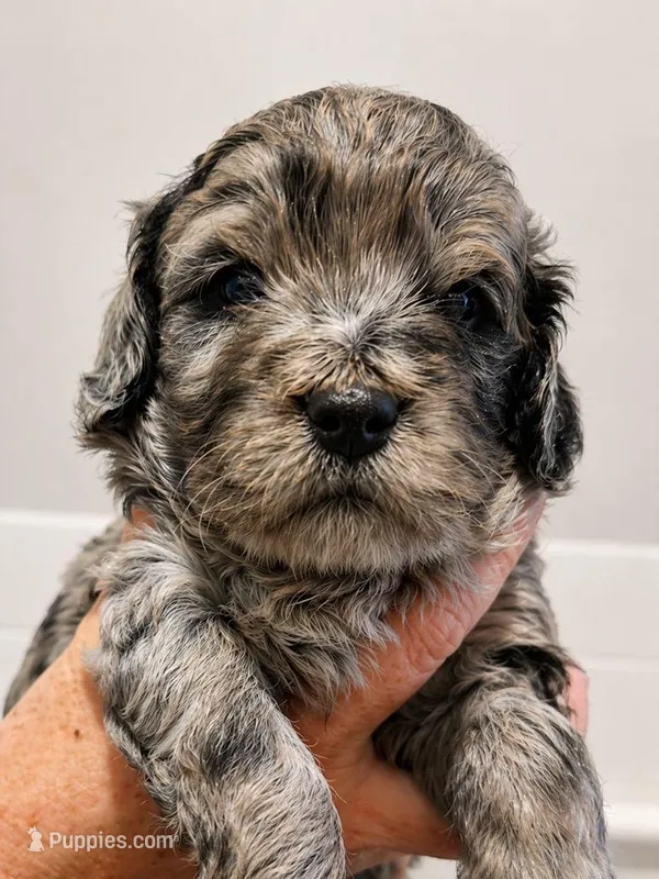 Roland – Goldendoodle puppy for sale in Bend, OR