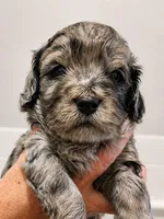 Roland, a male Goldendoodle for sale in Bend, OR – 1 of 1