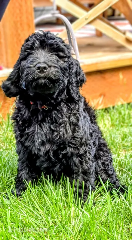 Mutt (F1 Male) – Goldendoodle puppy for sale in Bend, OR