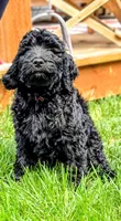 Mutt (F1 Male), a male Goldendoodle for sale in Portland, OR – 1 of 4