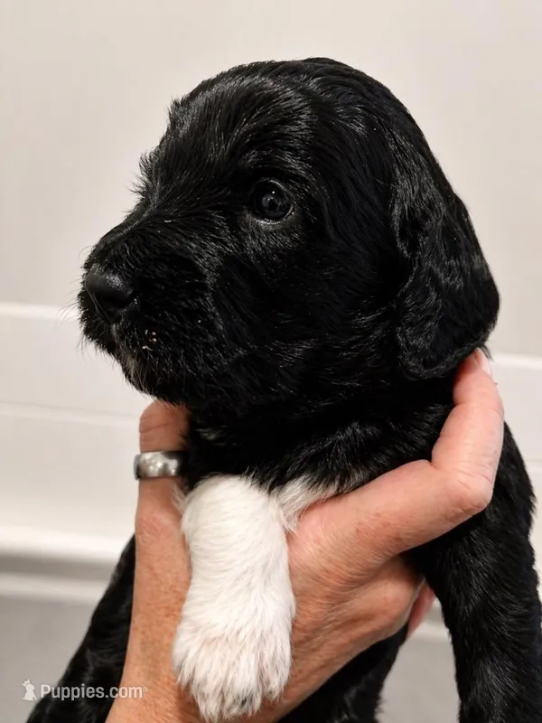 Moira – Goldendoodle puppy for sale in Bend, OR