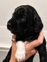Moira, a female Goldendoodle for sale in Bend, OR – 1 of 1