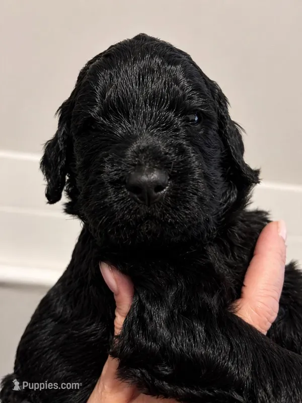 Johnny – Goldendoodle puppy for sale in Bend, OR