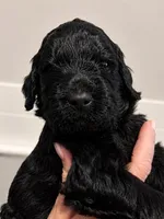 Johnny, a male Goldendoodle for sale in Bend, OR – 1 of 1