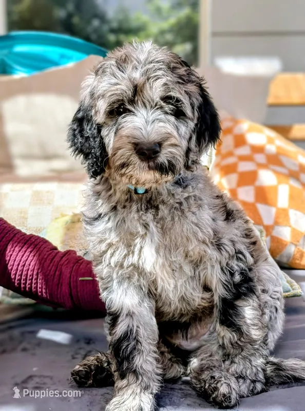 Twyla (F1 Female) – Goldendoodle puppy for sale in Bend, OR