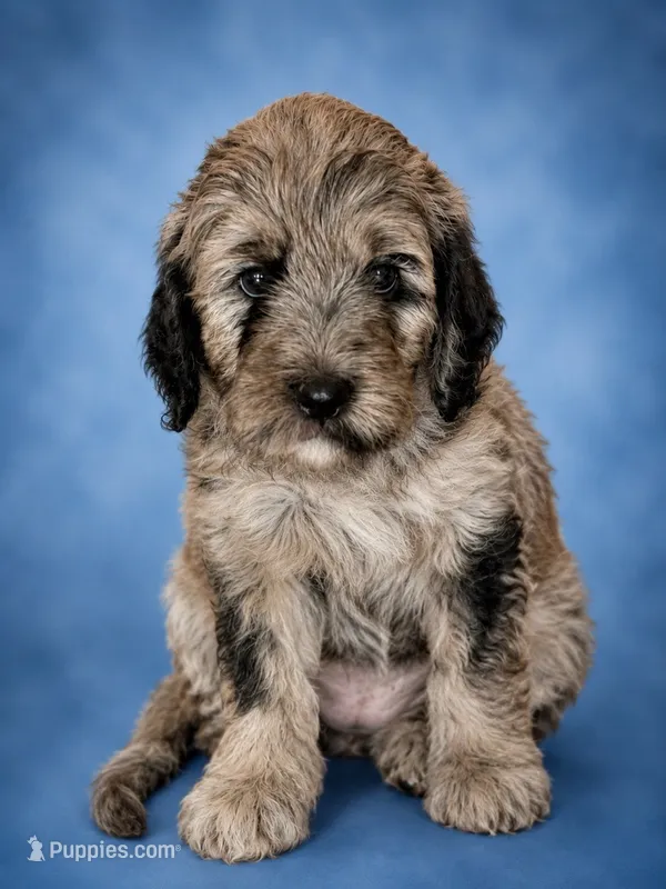 Twyla (F1 Female) – Goldendoodle puppy for sale in Bend, OR