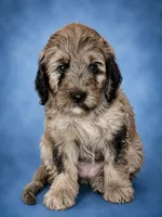 Twyla (F1 Female), a female Goldendoodle for sale in Bend, OR – 1 of 2