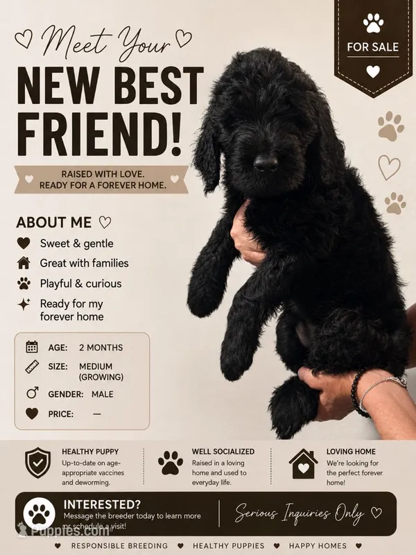 Johnny (F1 Male) – Goldendoodle puppy for sale in Bend, OR