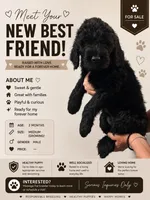 Johnny (F1 Male), a male Goldendoodle for sale in Portland, OR – 2 of 4